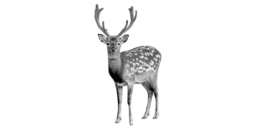 Uttarakhand Uttarakhand Animals | Dictionary Deer