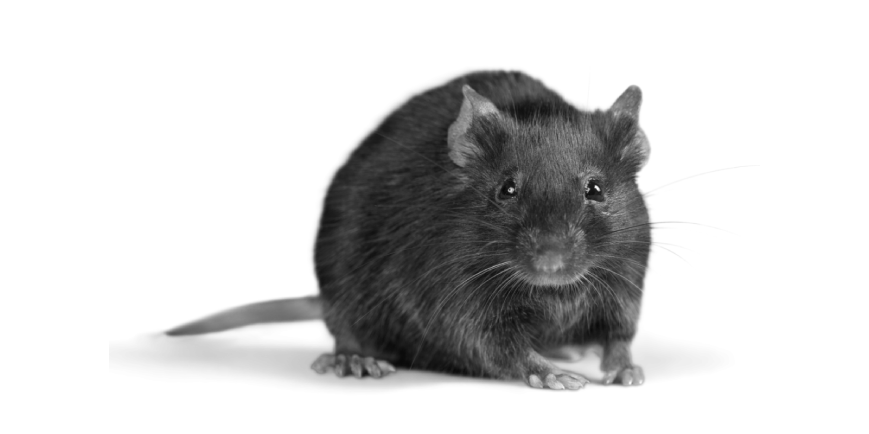 Uttarakhand Uttarakhand Animals | Dictionary Rat