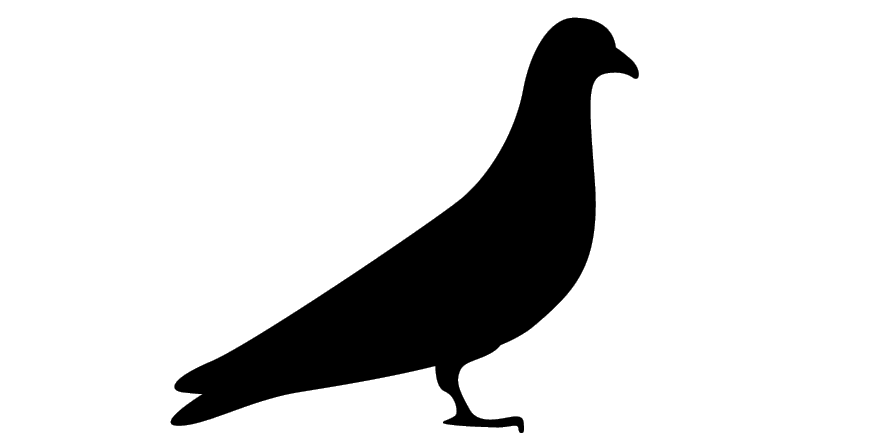 Uttarakhand Birds Pigeon