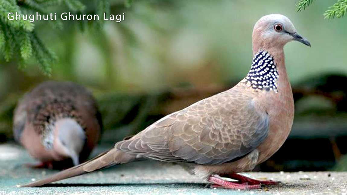 Ghughuti_Ghuron_Lagi Uttarakhand