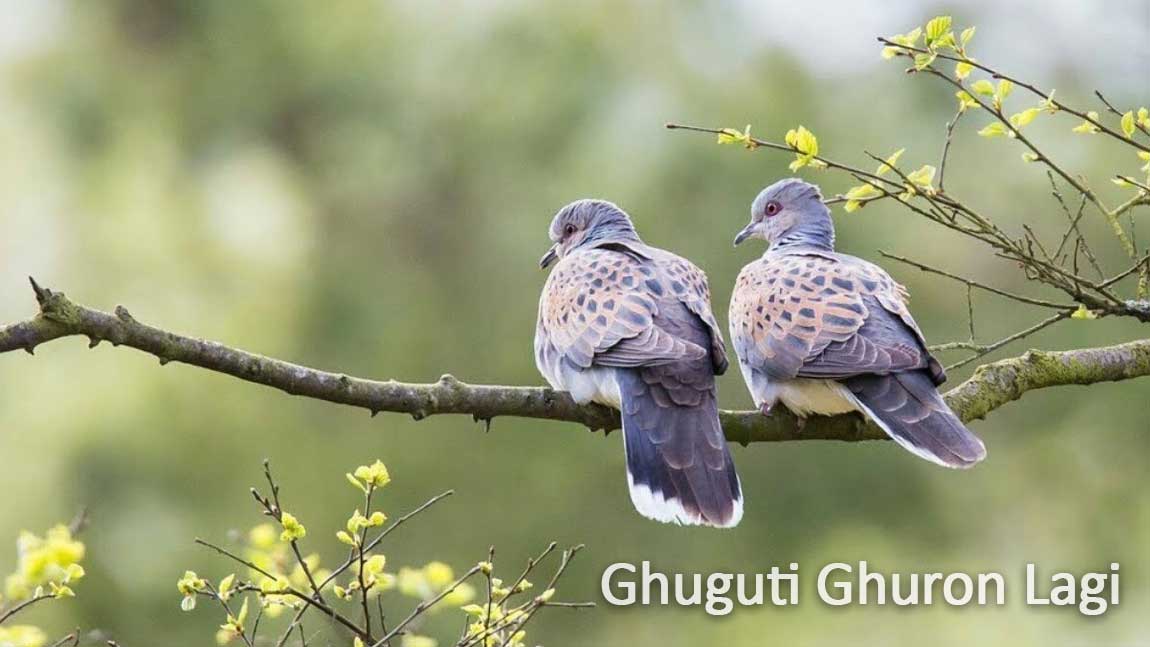 Ghuguti_Ghuron_Lagi Uttarakhand