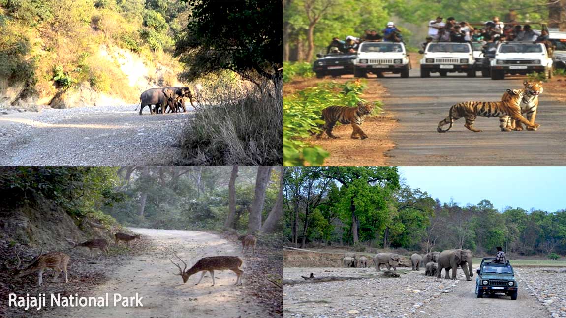 Rajaji National Park UK Academe