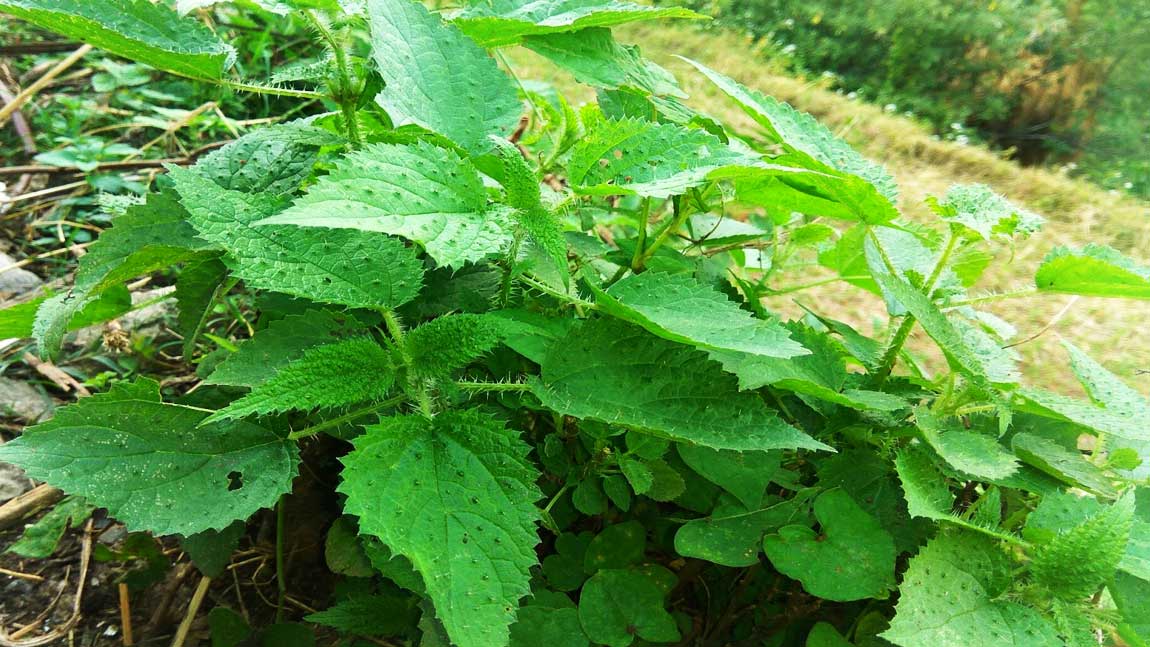 Uttarakhand Vegetations Kandali 