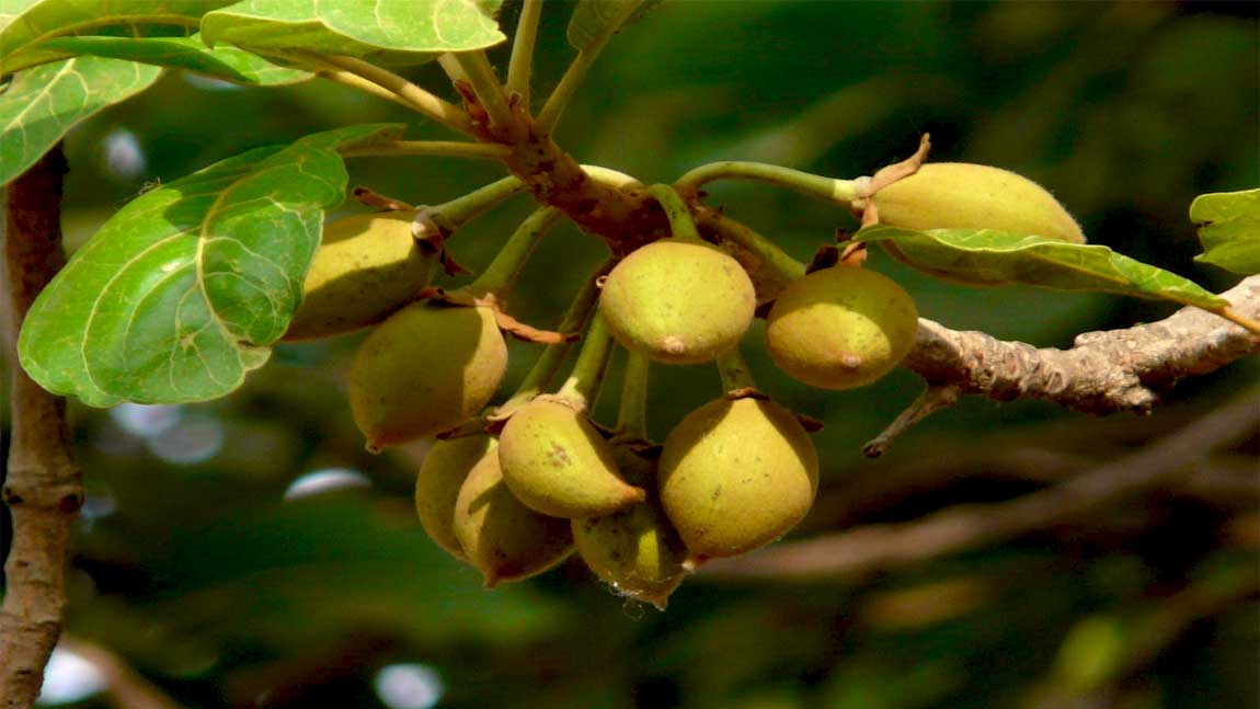 Uttarakhand Vegetations Mahua 