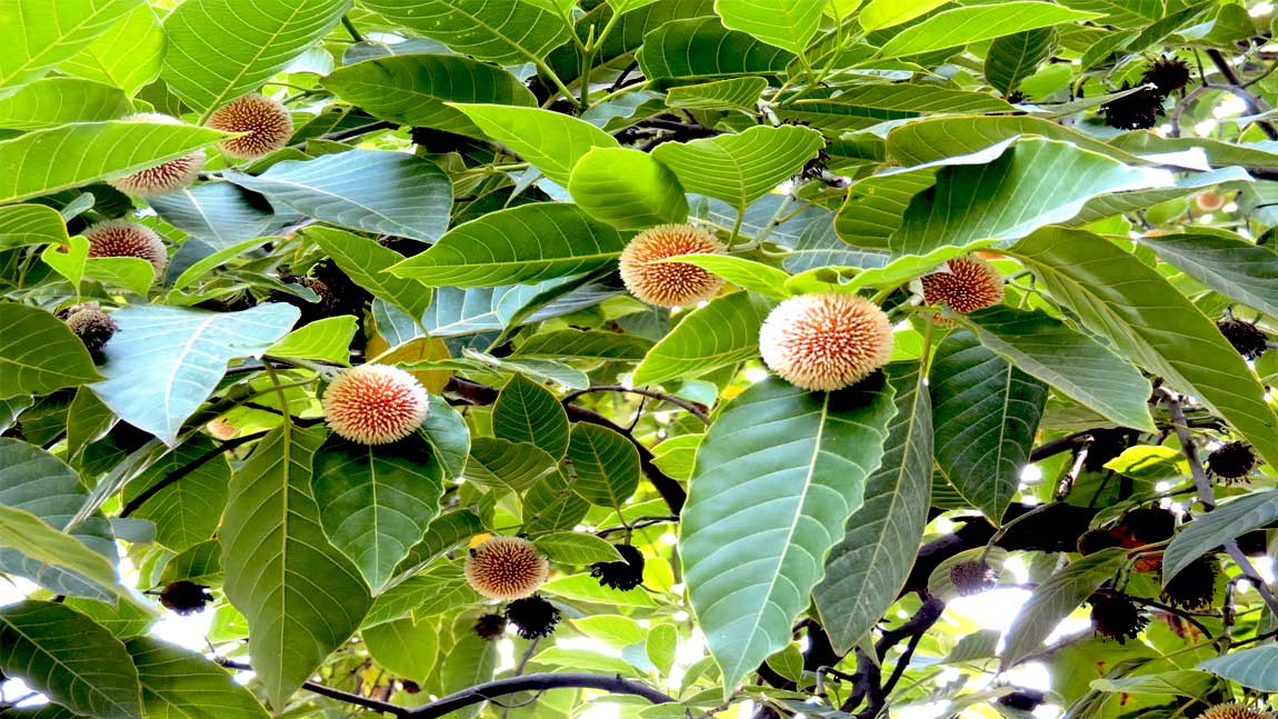 Uttarakhand Vegetations Phaldu 