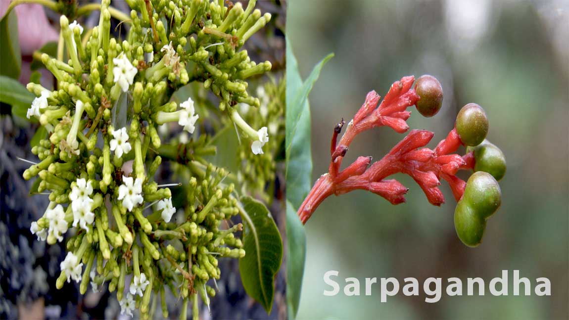 Uttarakhand Vegetations Sarpgandha 